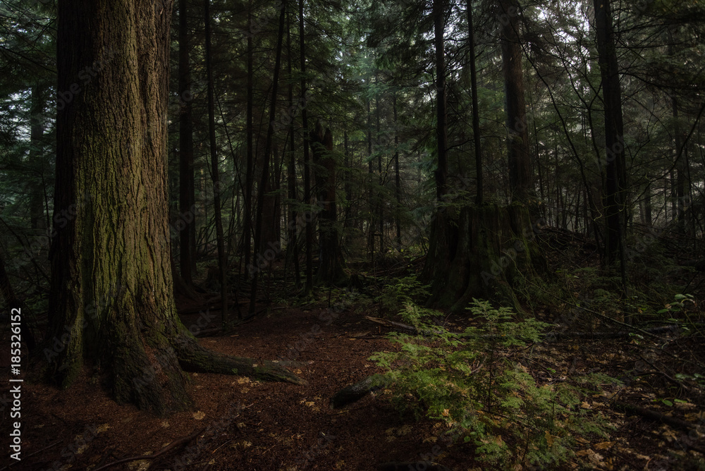 Naklejka premium Stanley park Vancouver zielone tło