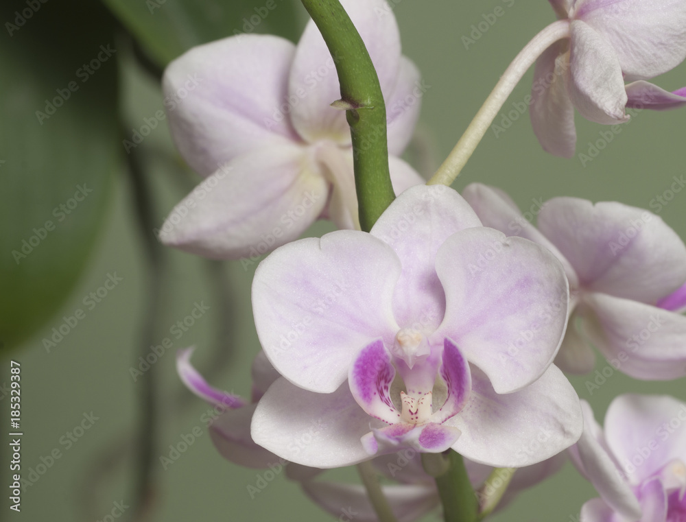 Obraz premium Phalaenopsis orchid flowers (butterfly orchid)
