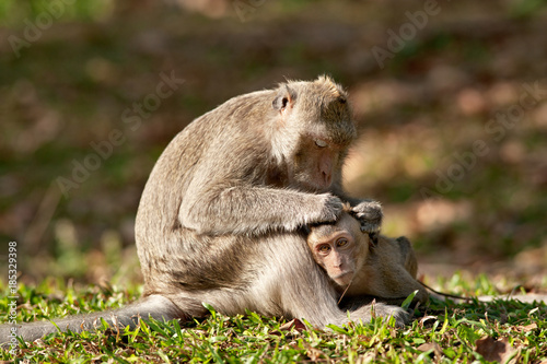 Mother and Child Monkey