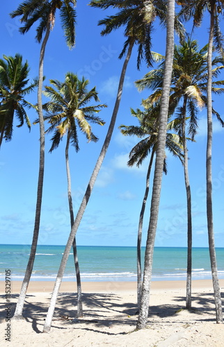 Coconut palms by the sea on a beach in Zumbi Brazil