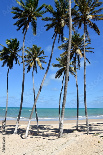 Coconut palms by the sea on a beach in Zumbi Brazil