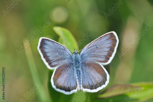 Plebejus argus, Silver Studded Blue Butterfly feeding on wild flowers. 