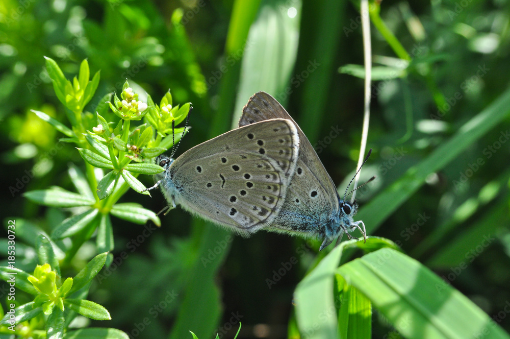 Fototapeta premium Phengaris alcon, the Alcon blue or Alcon large blue butterfly. Butterfly mating in the grass