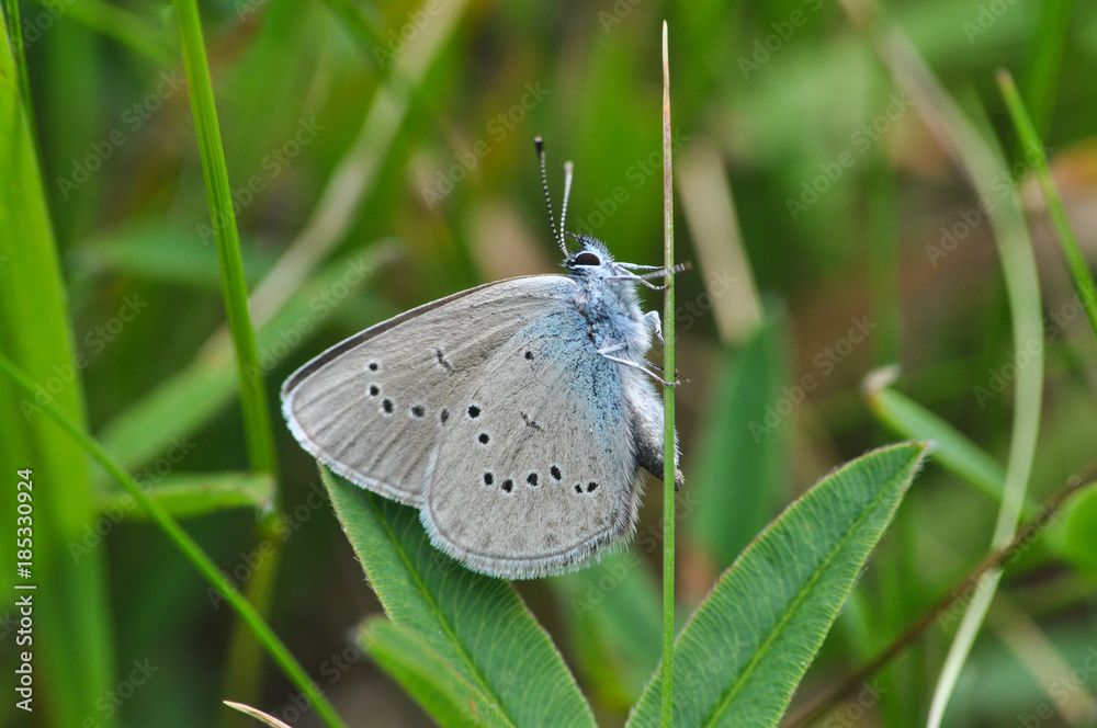 Obraz premium Cupido minimus, Small Blue butterfly. One of the smallest butterfly in Europe in natural habitat