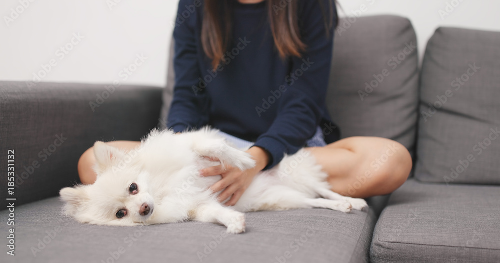 Woman touch on her Pomeranian dog Woman touch on her Pomeranian dog