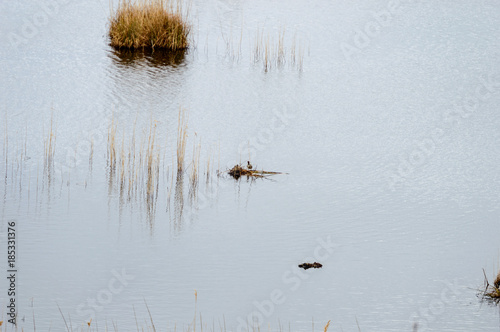 wet wastland by the lake in autumn