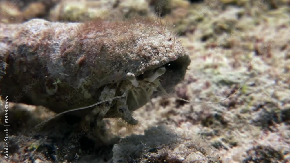 Cancer hermit underwater of Shaab Sharm. Pagurian soldier-crab in marine nature on background of beautiful lagoon in Red sea in Egypt.