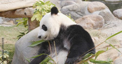 Fototapeta Naklejka Na Ścianę i Meble -  Panda eating bamboo