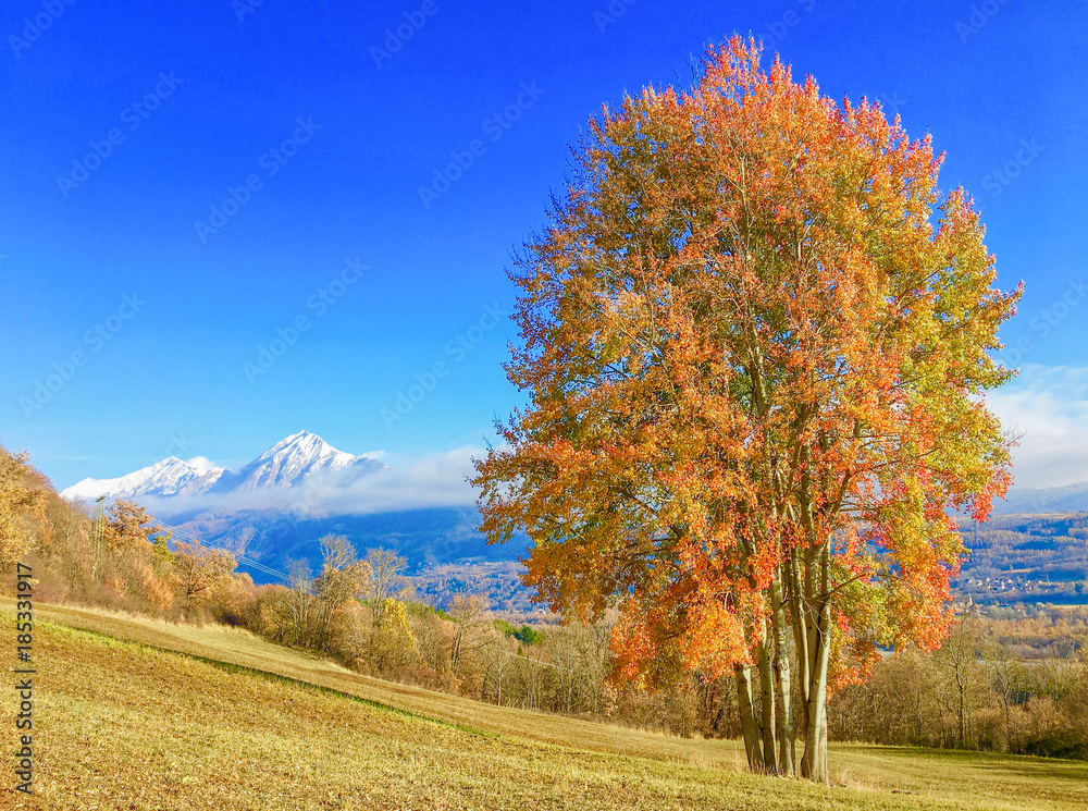 Poplars with golden yellow foliage in alpine mountain valley with snowy mountains