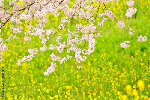 Fototapeta Naklejka Na Ścianę i Meble -  桜の枝と菜の花