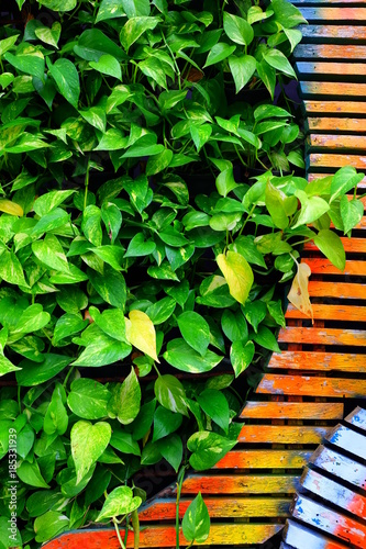 In the morning on my house.Ornamental plants on wood photo