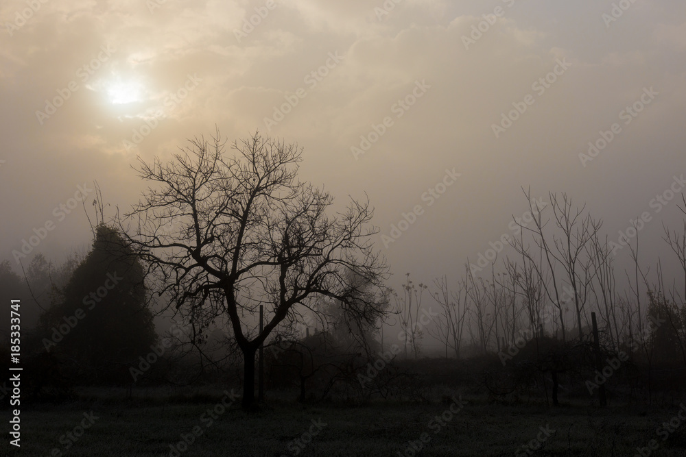 A tree and some other plants in the middle of mist, with faint sun filtering through some clouds A tree and some other plants in the middle of mist, with faint sun filtering through some clouds