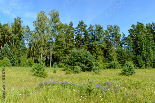 empty colorful meadows in countryside with flowers in foreground