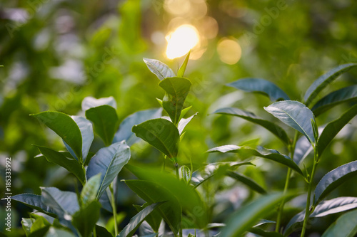 Close up tea plantation leaf and fuzy sunlight at the background photo