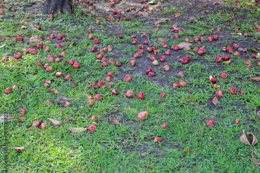 Rose apple fruit fall on the ground