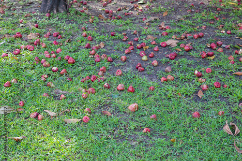 Obraz na płótnie Rose apple fruit fall on the ground w salonie