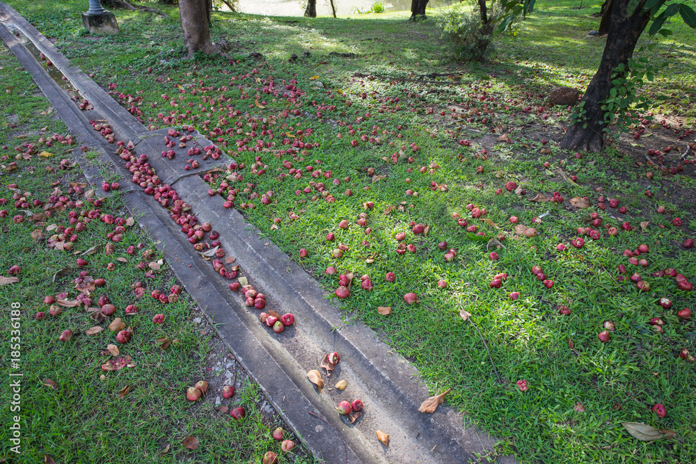 Rose apple fruit fall on the ground