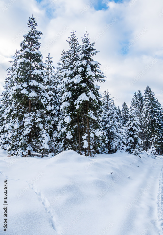 winterlicher Wald