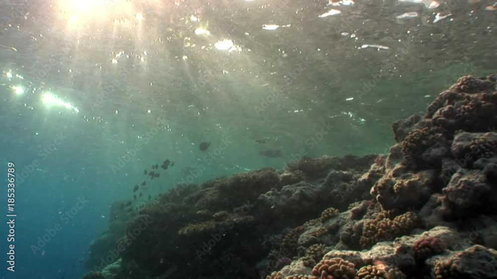 Sun underwater reflection in Red sea. Relax video about marine life.