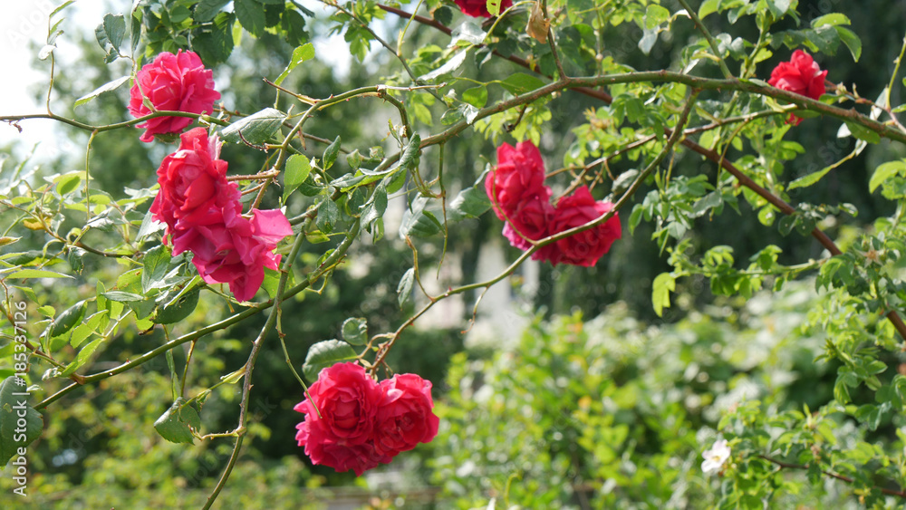 Fototapeta premium Giardino di rose