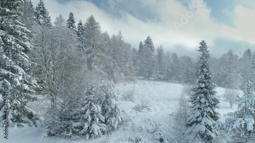 Aerial shot along the forrest among the Carpathian Mountains in winter 4K