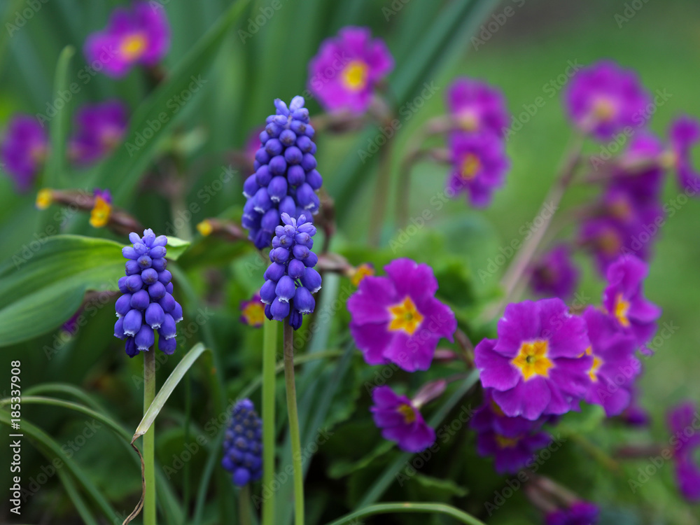 Blooming blue muscari and pink primrose in the spring garden. Blooming blue muscari and pink primrose in the spring garden.