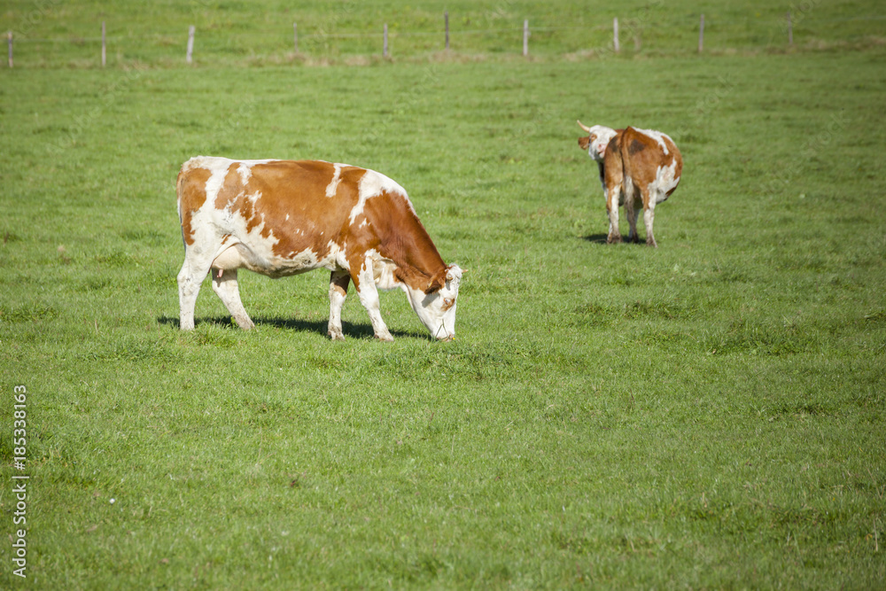 cow in the green grass