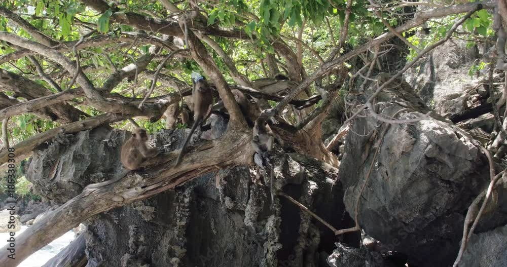 PHUKET, THAILAND, MARCH 2017: Monkeys living on Monkey Beach, Phi Phi Islands PHUKET, THAILAND, MARCH 2017: Monkeys living on Monkey Beach, Phi Phi Islands