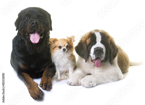 puppy saint bernard, chihuahua and rottweiler