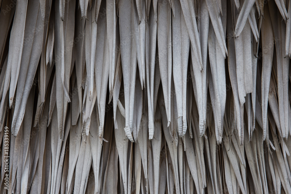 dry leaves of palm