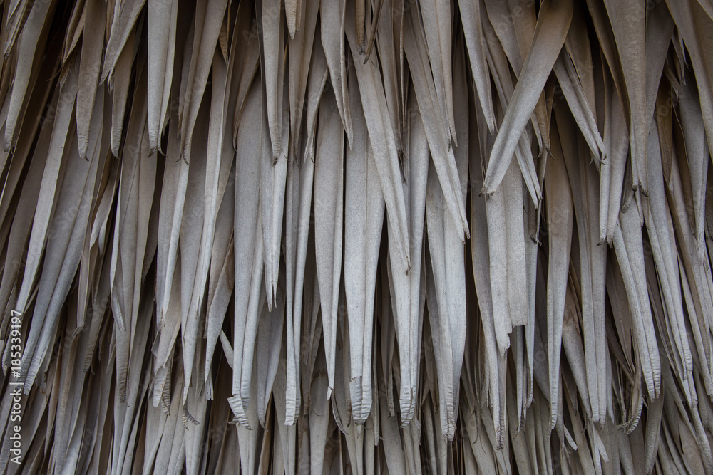 dry leaves of palm