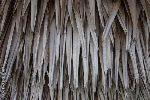 Obraz na płótnie dry leaves of palm w salonie