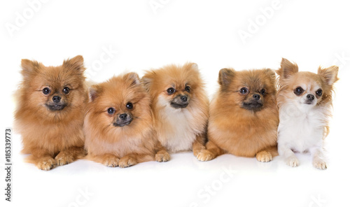 pomeranian spitz and chihuahua