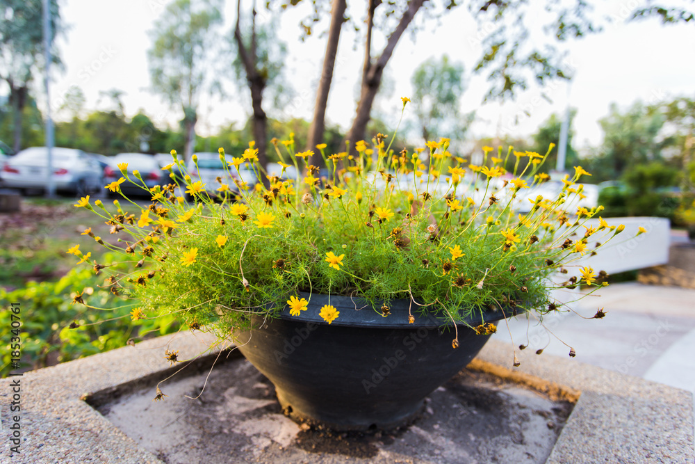 Landscaping lawn design.