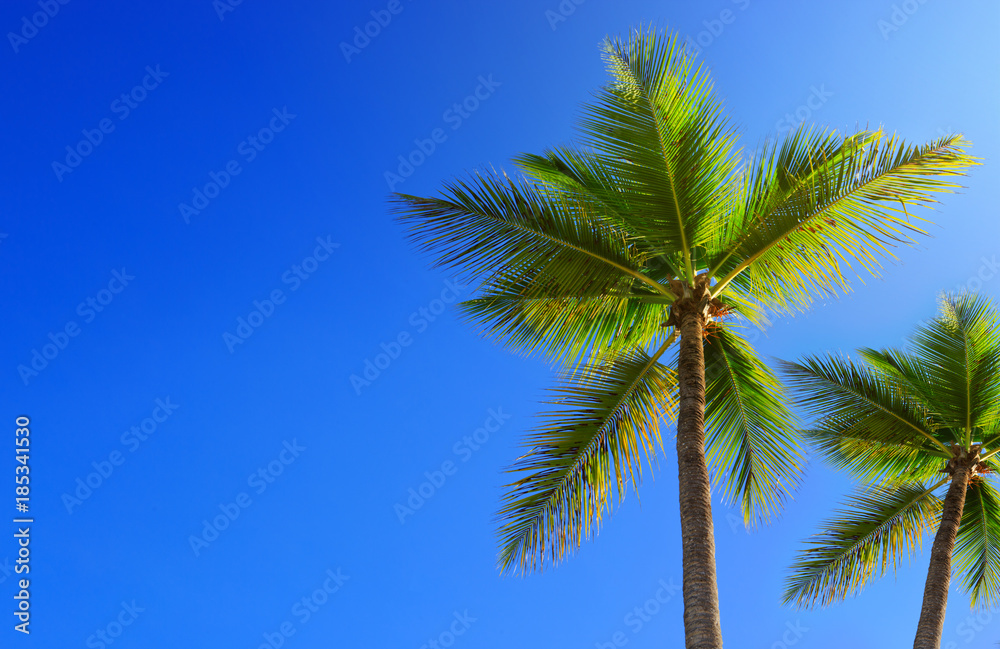 Palm trees and blue sky.