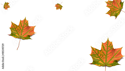 Maple leaves on white background, collage.
