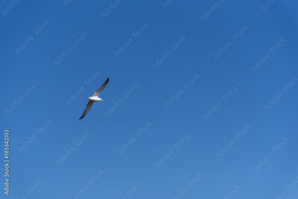 Gaviota. Gaviota.