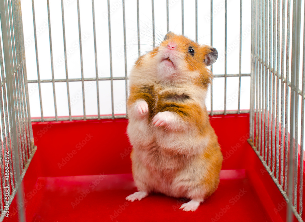 Cute funny Syrian hamster standing on its hind legs in a cage (selective  focus on the hamster eyes) Stock Photo | Adobe Stock