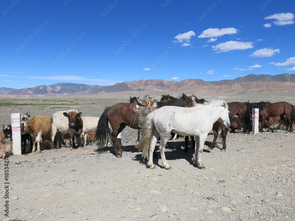 Mongolia - traditional cattle breeding Mongolia - traditional cattle breeding