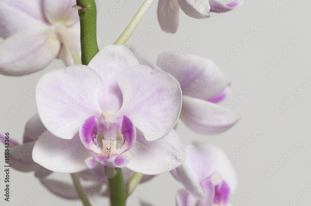 Phalaenopsis orchid flowers (butterfly orchid) Phalaenopsis orchid flowers (butterfly orchid)