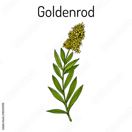 Goldenrod Solidago virgaurea , or Woundwort, medicinal plant