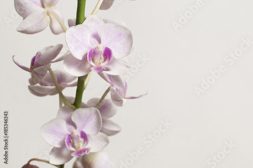 Fototapeta Naklejka Na Ścianę i Meble -  Phalaenopsis orchid flowers (butterfly orchid)