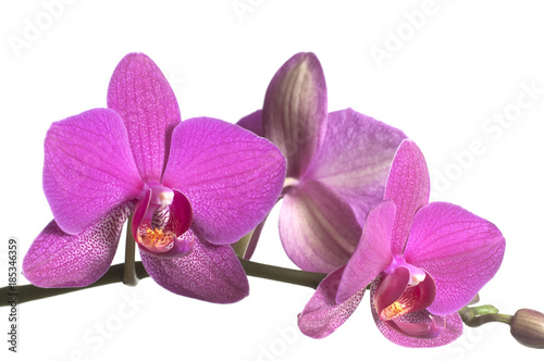Phalaenopsis orchid flowers (butterfly orchid)