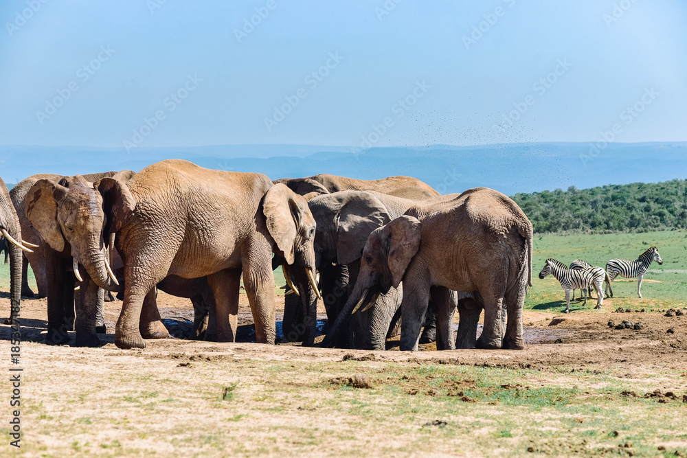 Elefanten trinken am Wasserloch in Südafrika