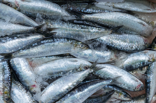 Fresh sardines for sale at Porto market (Mercado do Bolhao). Portugal photo