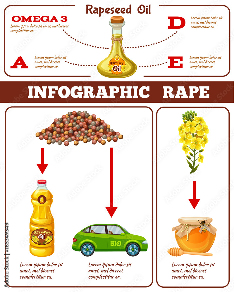 Infographic rapeseed oil, benefits rape, fuel, food infographic