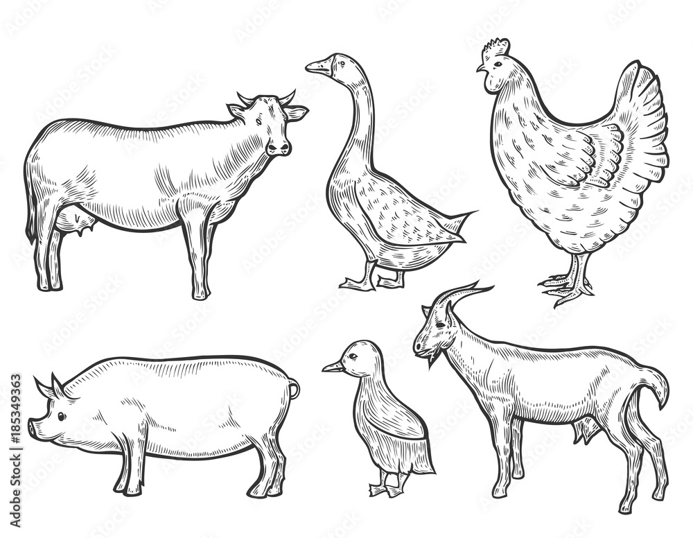 Farm animal set. Farm animal set.