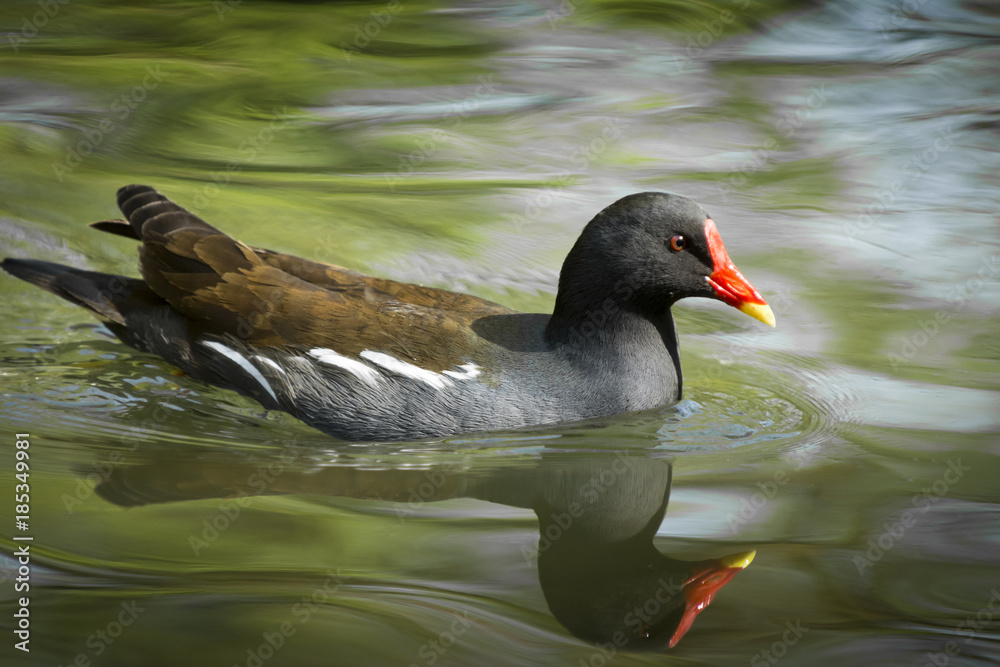 Die Teichralle (Gallinula chloropus) in einem Bach. Die Teichralle (Gallinula chloropus) in einem Bach.