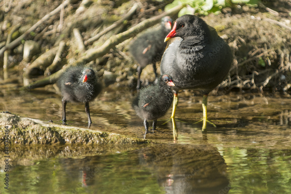 Die Teichralle (Gallinula chloropus) mit Küken. Die Teichralle (Gallinula chloropus) mit Küken.