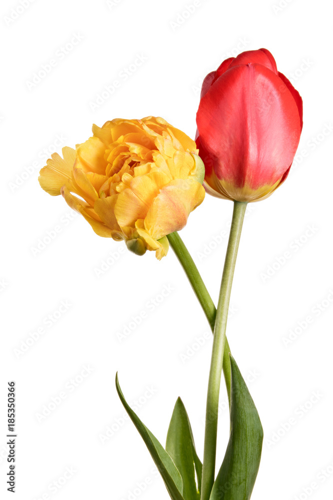 Flowers, pair tulips isolated on a white background Flowers, pair tulips isolated on a white background